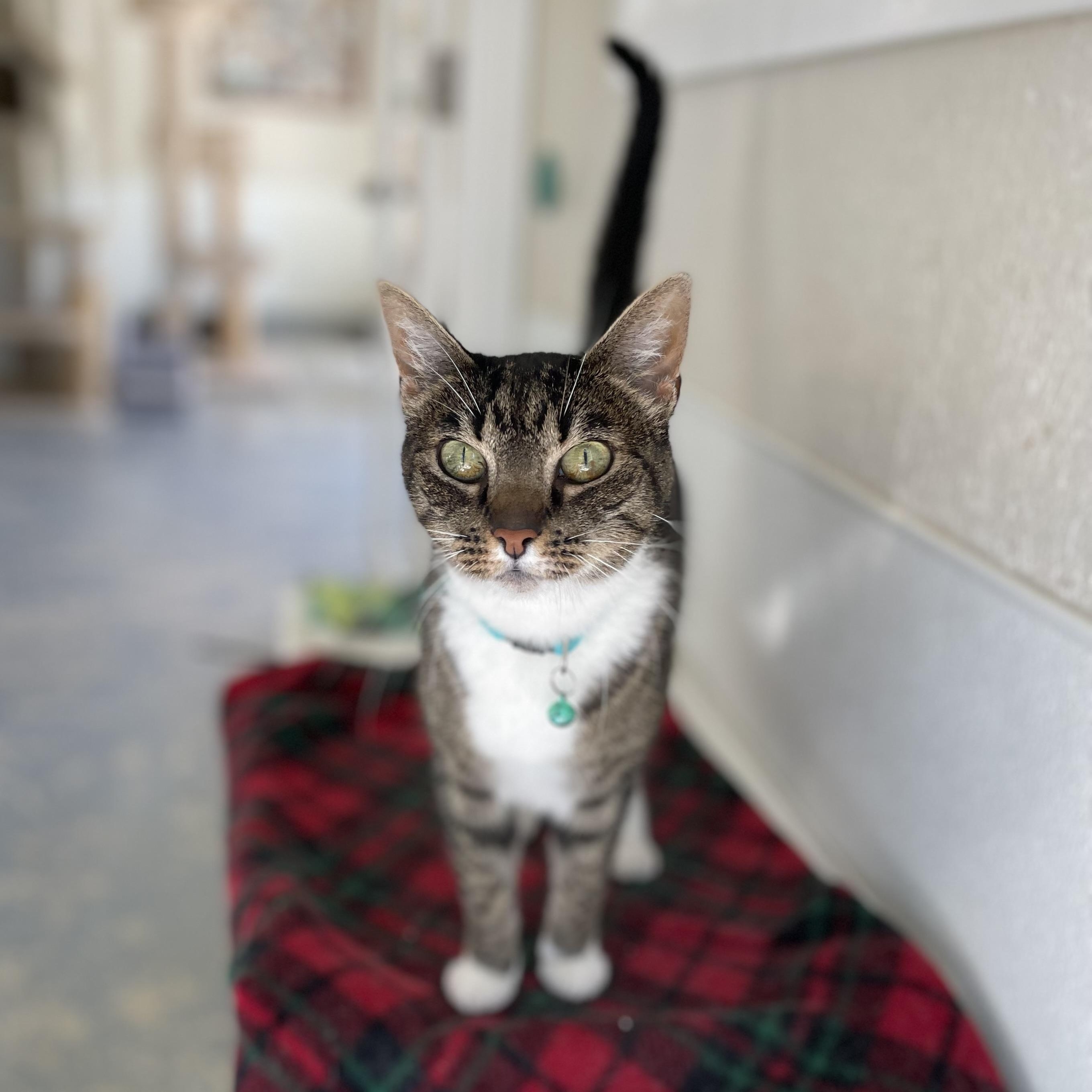 Enlarge Jimmy, a Adoptable mixed breed in Hollister, CA image 3/6