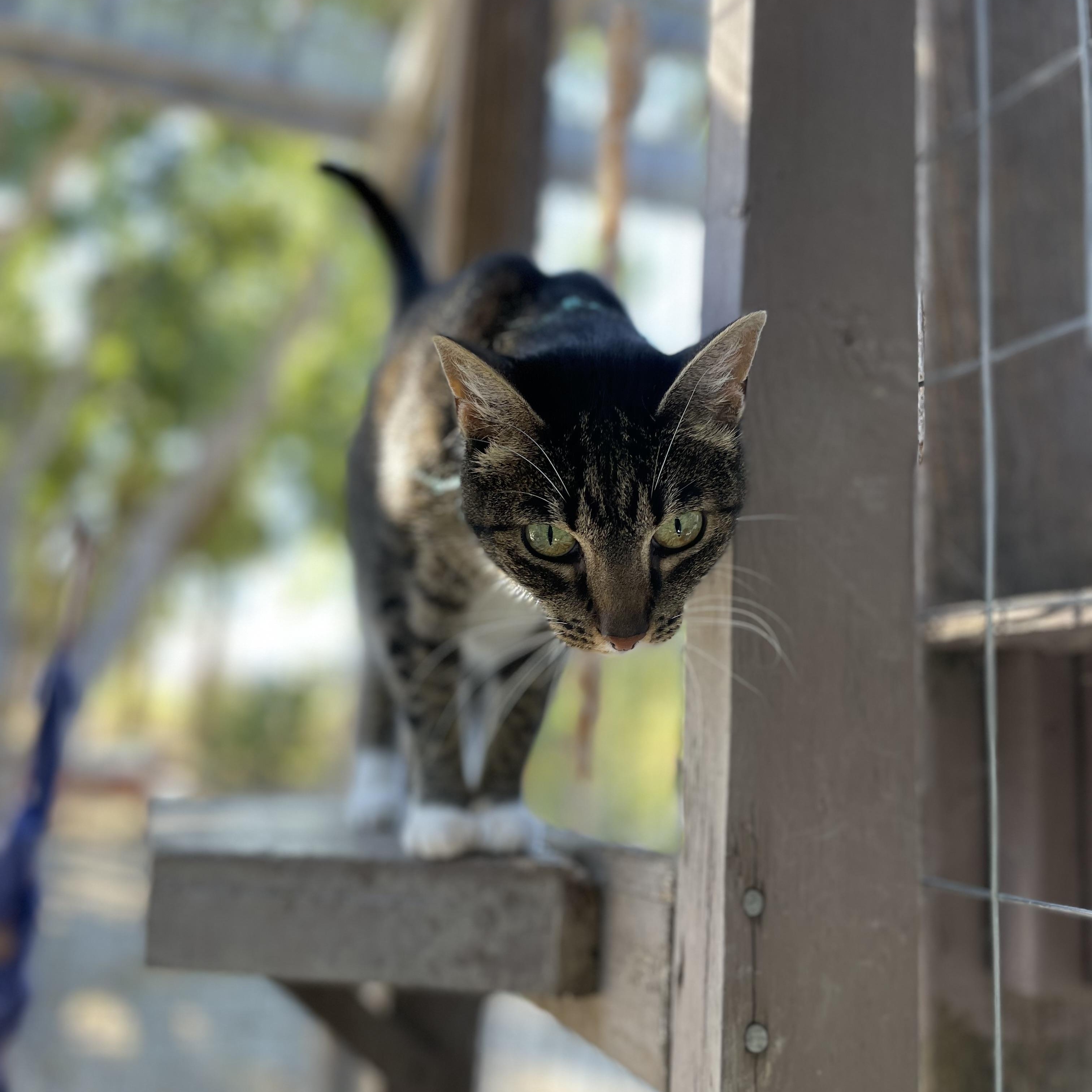 Enlarge Jimmy, a Adoptable mixed breed in Hollister, CA image 4/6