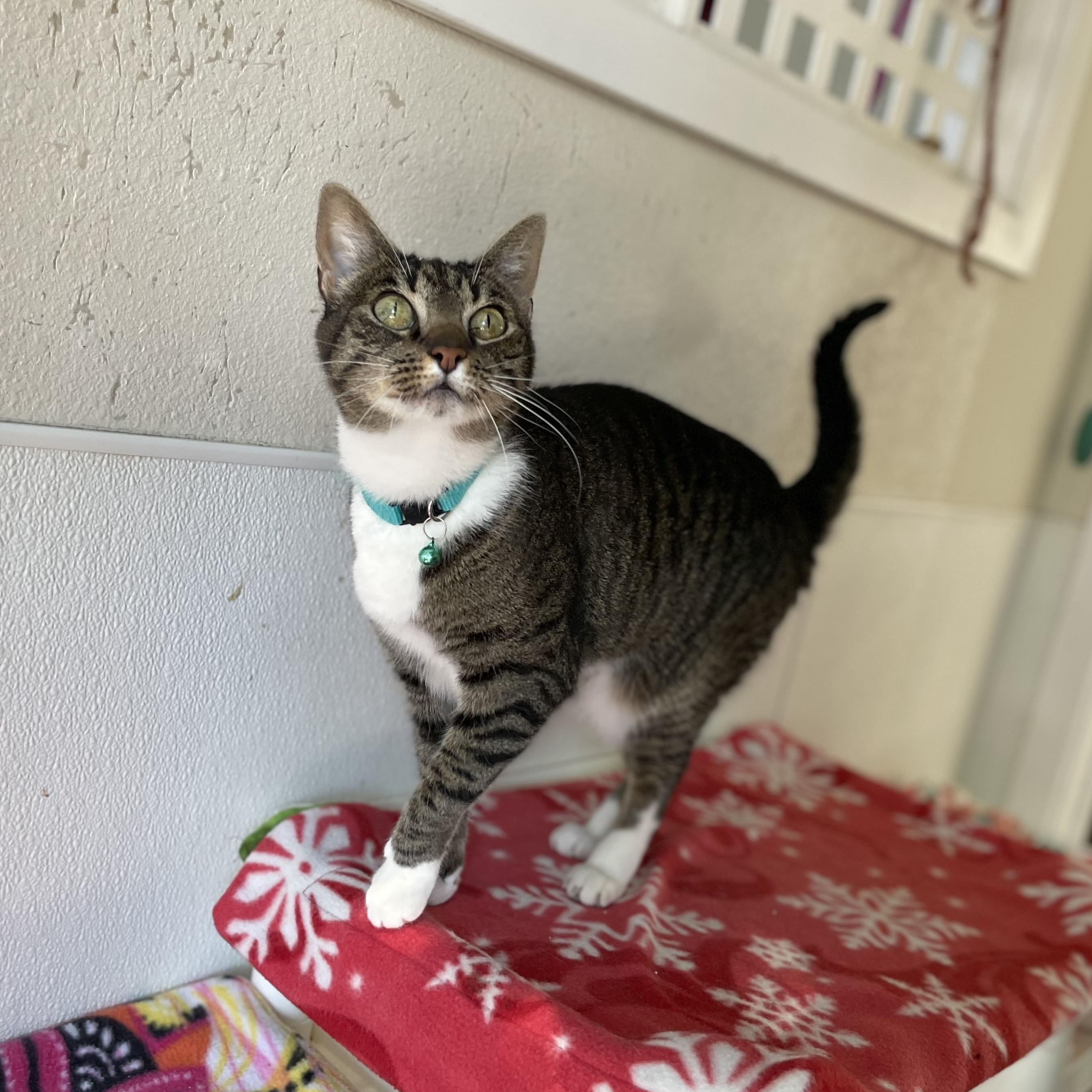 Enlarge Jimmy, a Adoptable mixed breed in Hollister, CA image 5/6