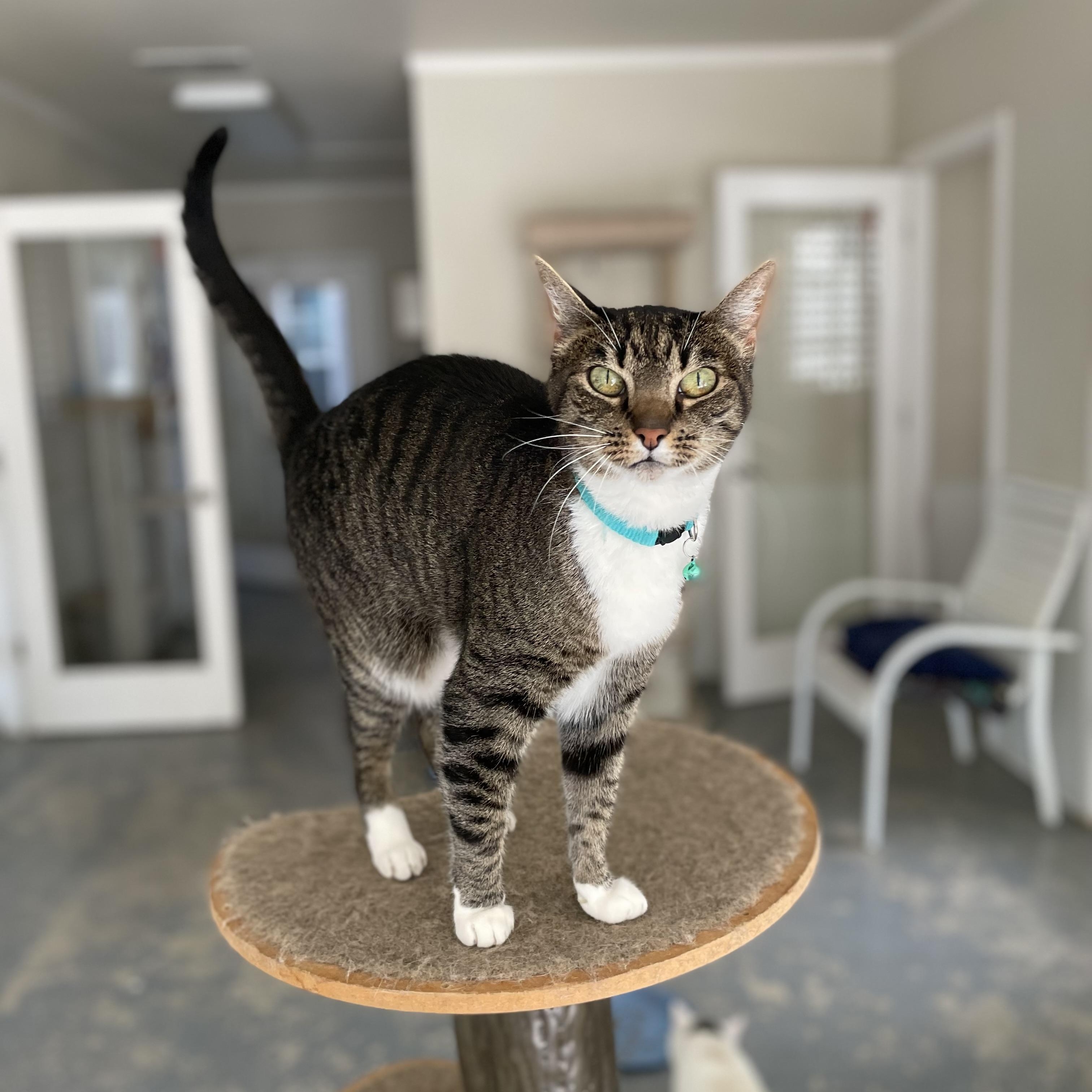 Enlarge Jimmy, a Adoptable mixed breed in Hollister, CA image 6/6