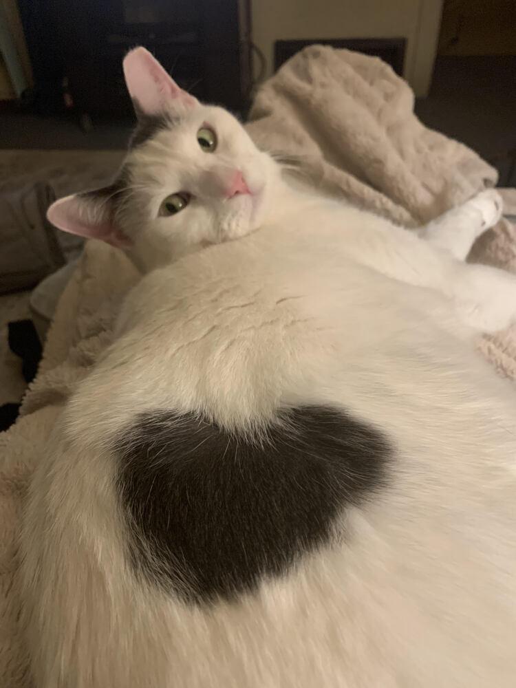 Buddy- Turkish Van, Adoptable, Adult Male Turkish Van & Tabby.