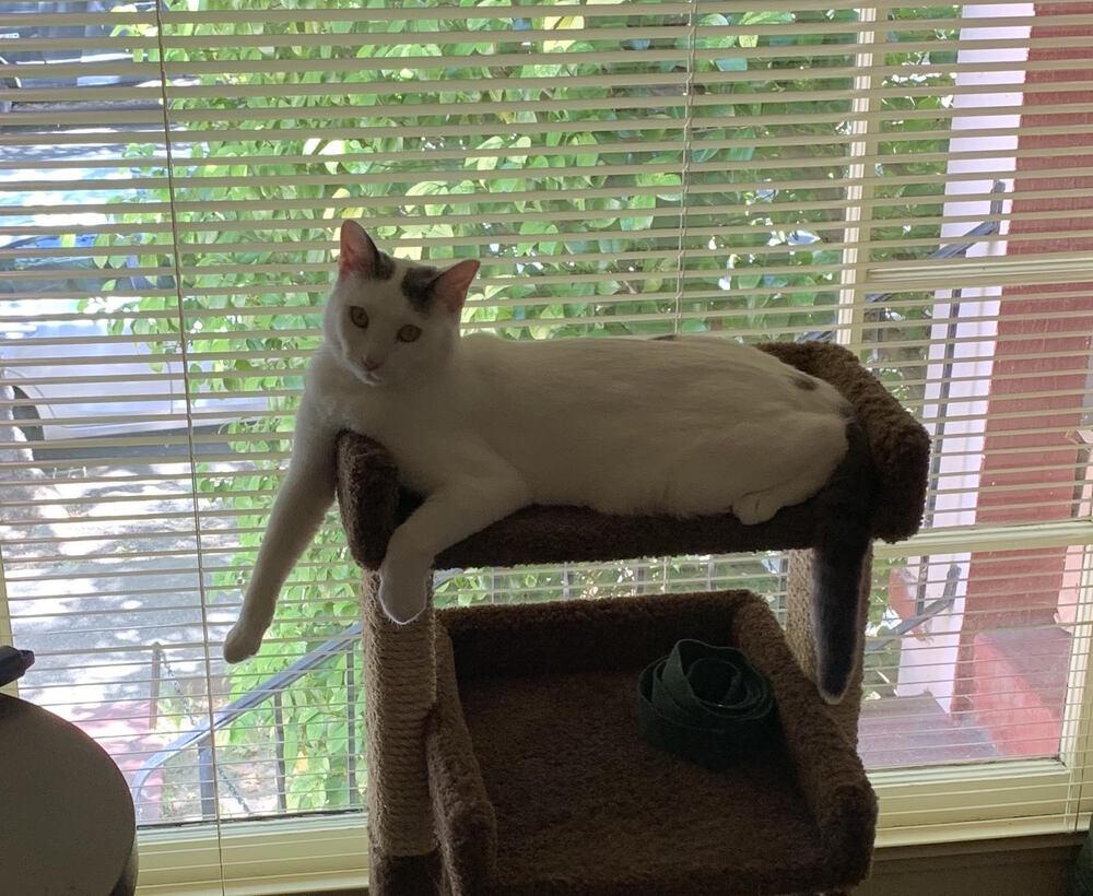 Buddy Turkish Van thumbnail 2