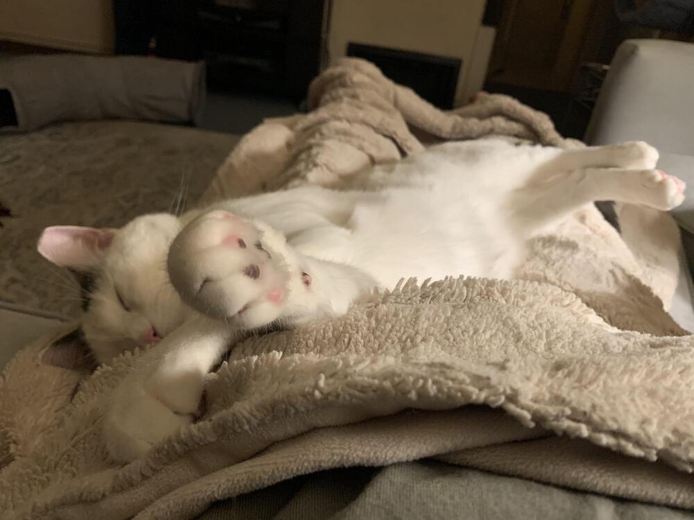 Buddy Turkish Van thumbnail 3