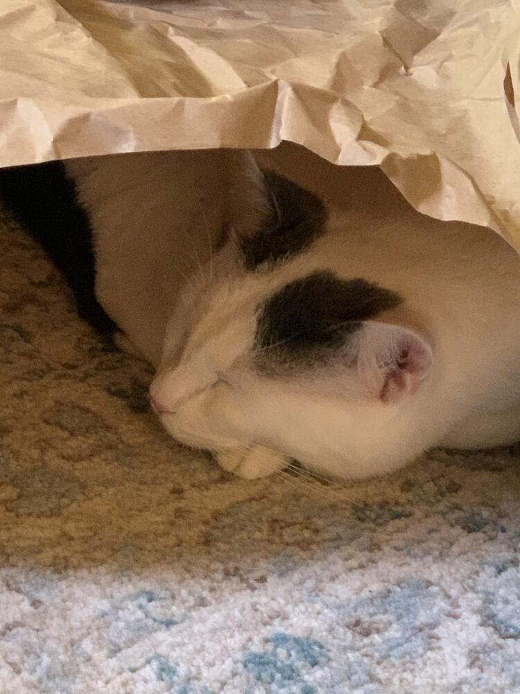 Enlarge Buddy- Turkish Van, a Adoptable mixed breed in Forest Knolls, CA image 4/5