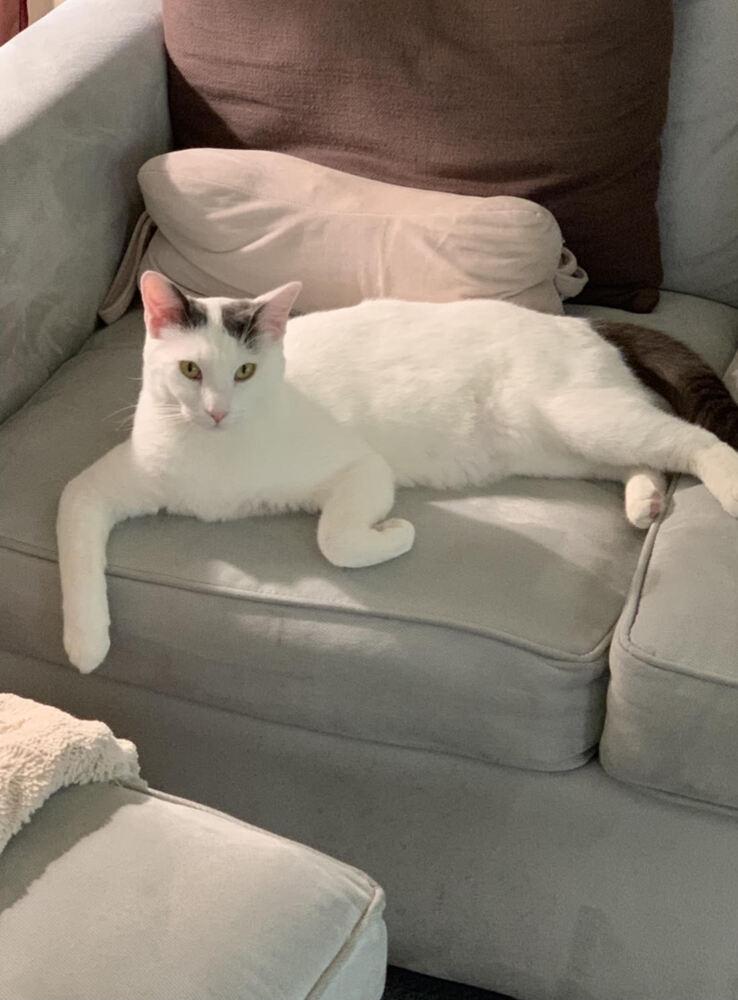 Enlarge Buddy- Turkish Van, a Adoptable mixed breed in Forest Knolls, CA image 5/5