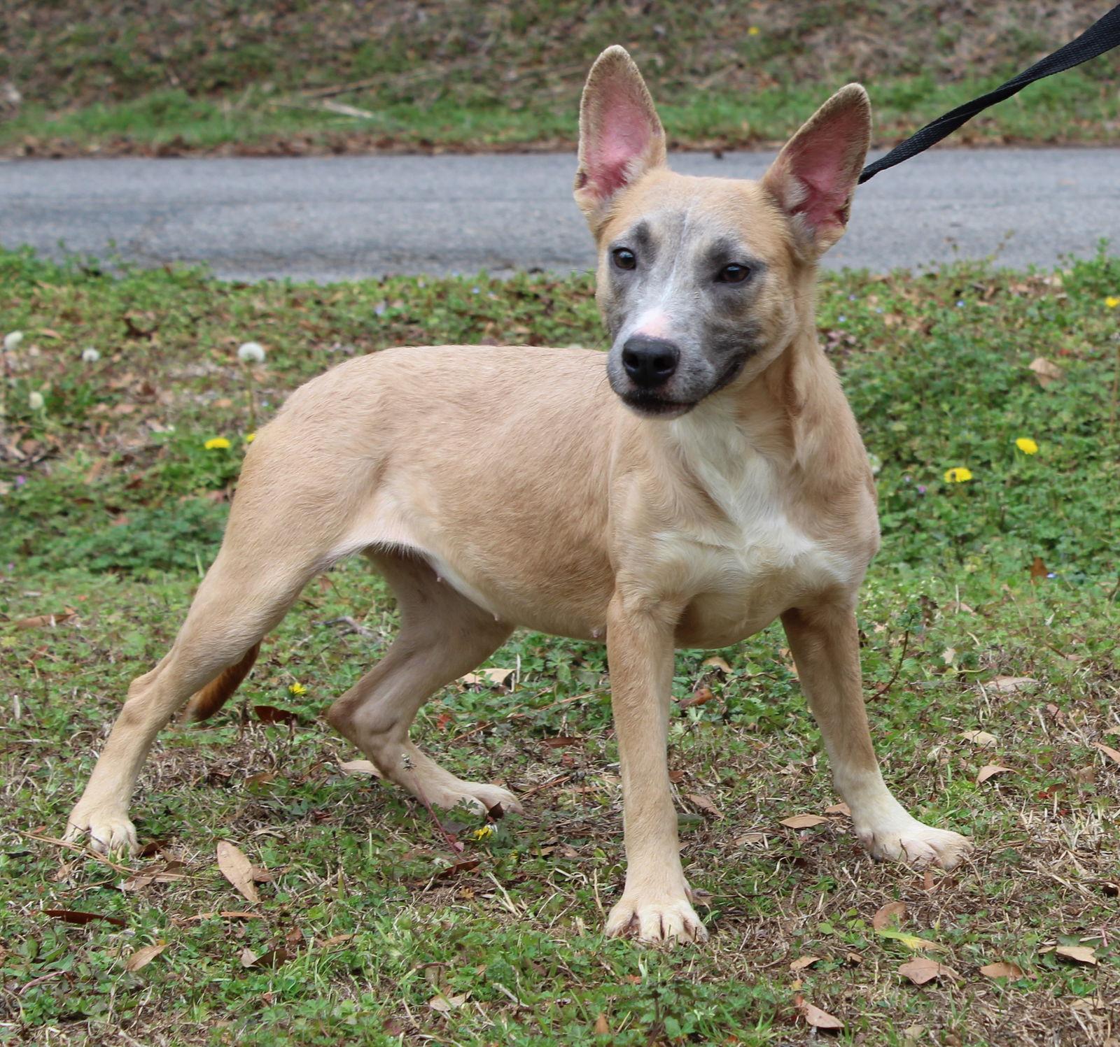 Anna 43081, Adoptable, Young Female Shepherd.