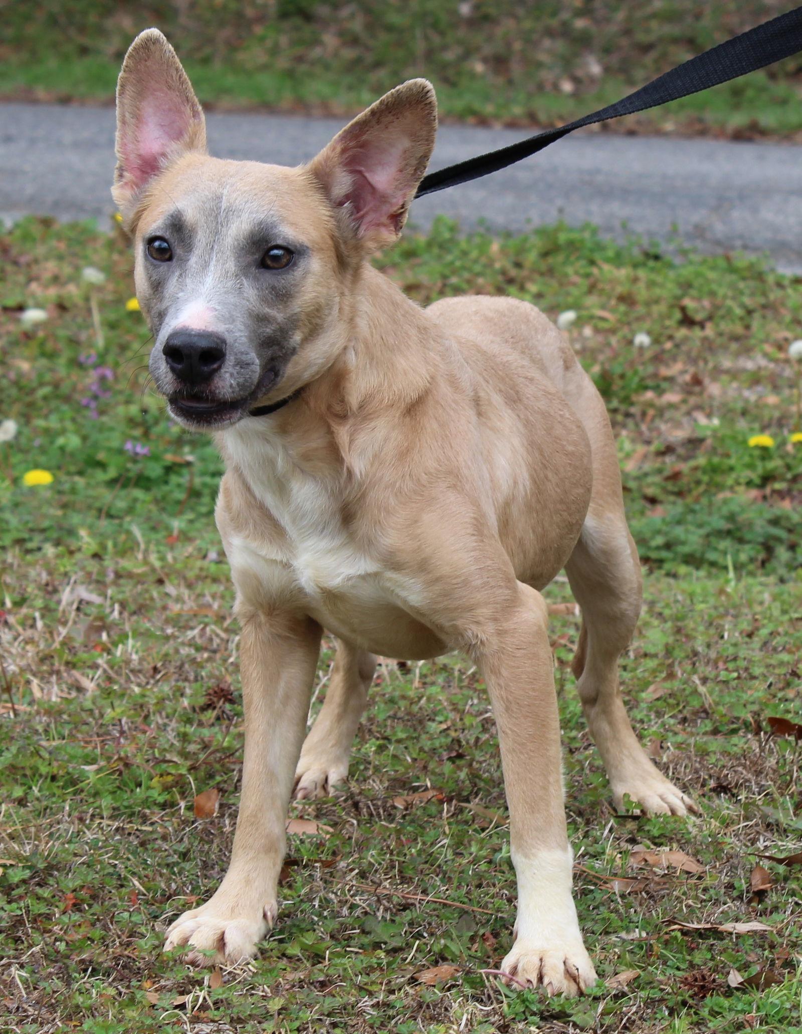 Enlarge Anna 43081, a Adoptable Shepherd in Prattville, AL image 2/3