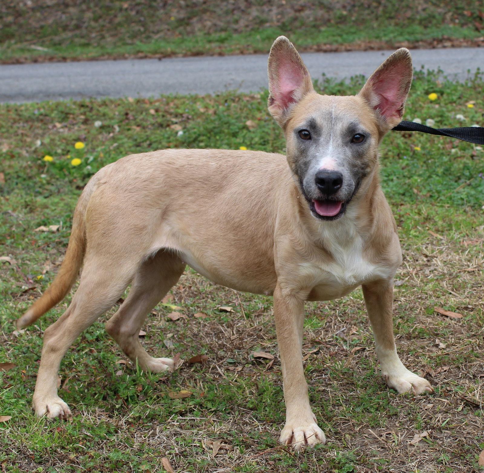 Enlarge Anna 43081, a Adoptable Shepherd in Prattville, AL image 3/3