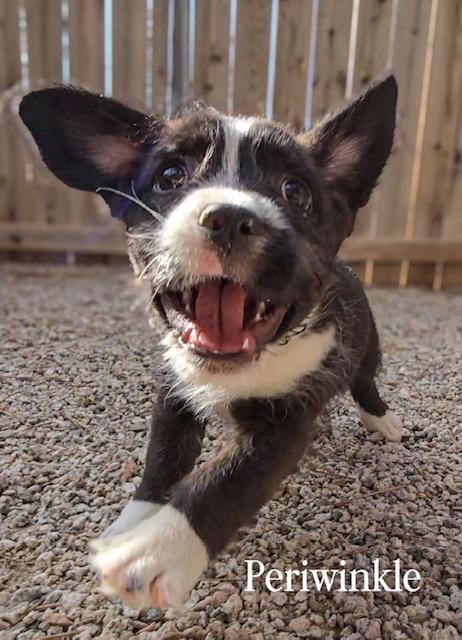 Enlarge Periwinkle, a ADOPTABLE mixed breed in Running Springs, CA image 1/1