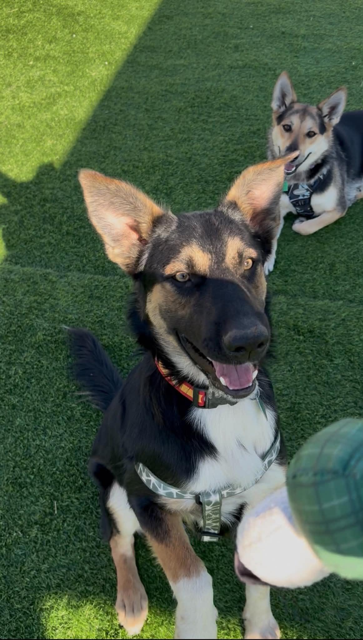 Enlarge Ben, a Adoptable mixed breed in Evergreen, CO image 3/5