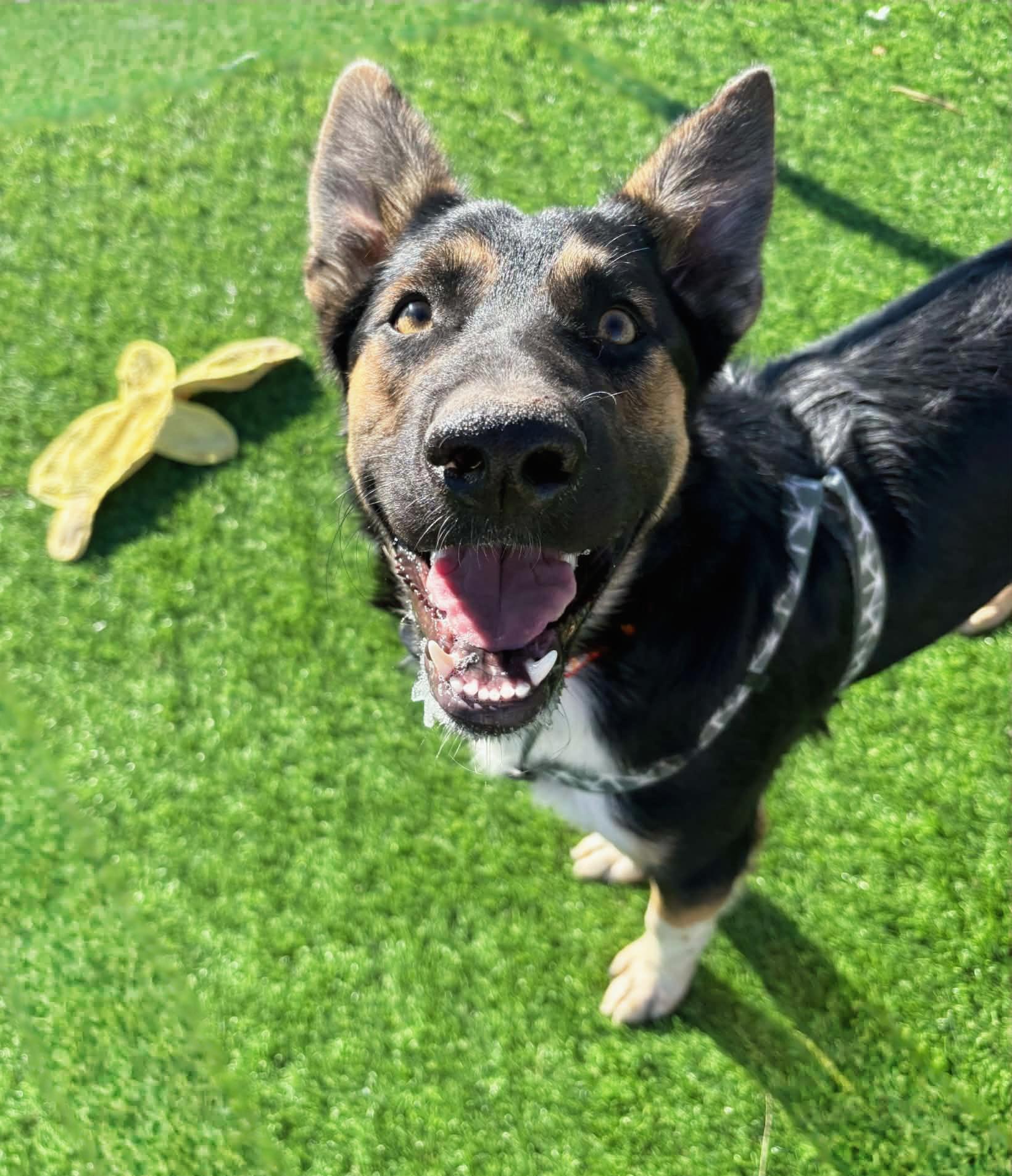 Ben, Adoptable, Adult Male Shepherd & Mixed Breed.