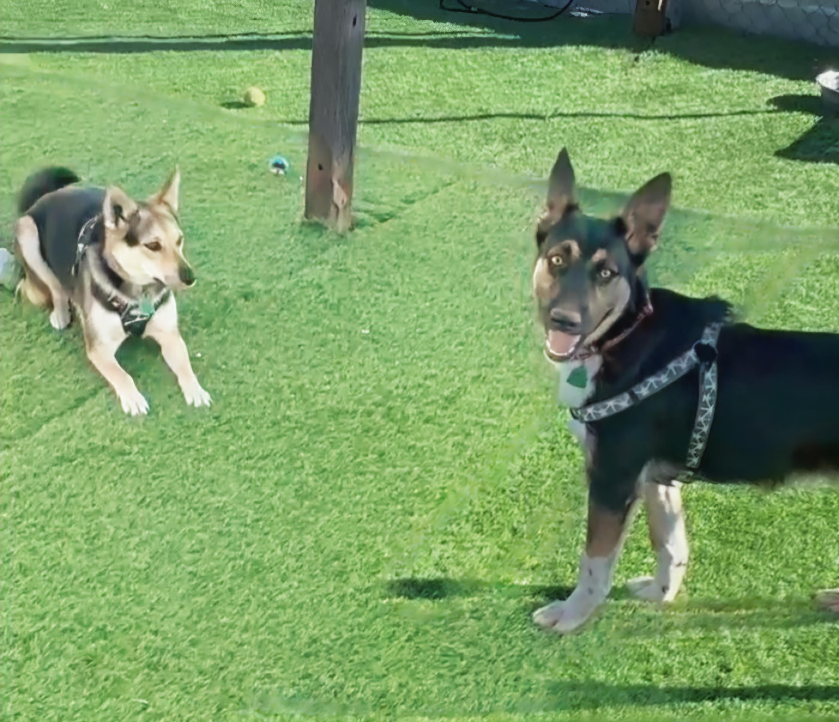 Enlarge Ben, a Adoptable mixed breed in Evergreen, CO image 4/5