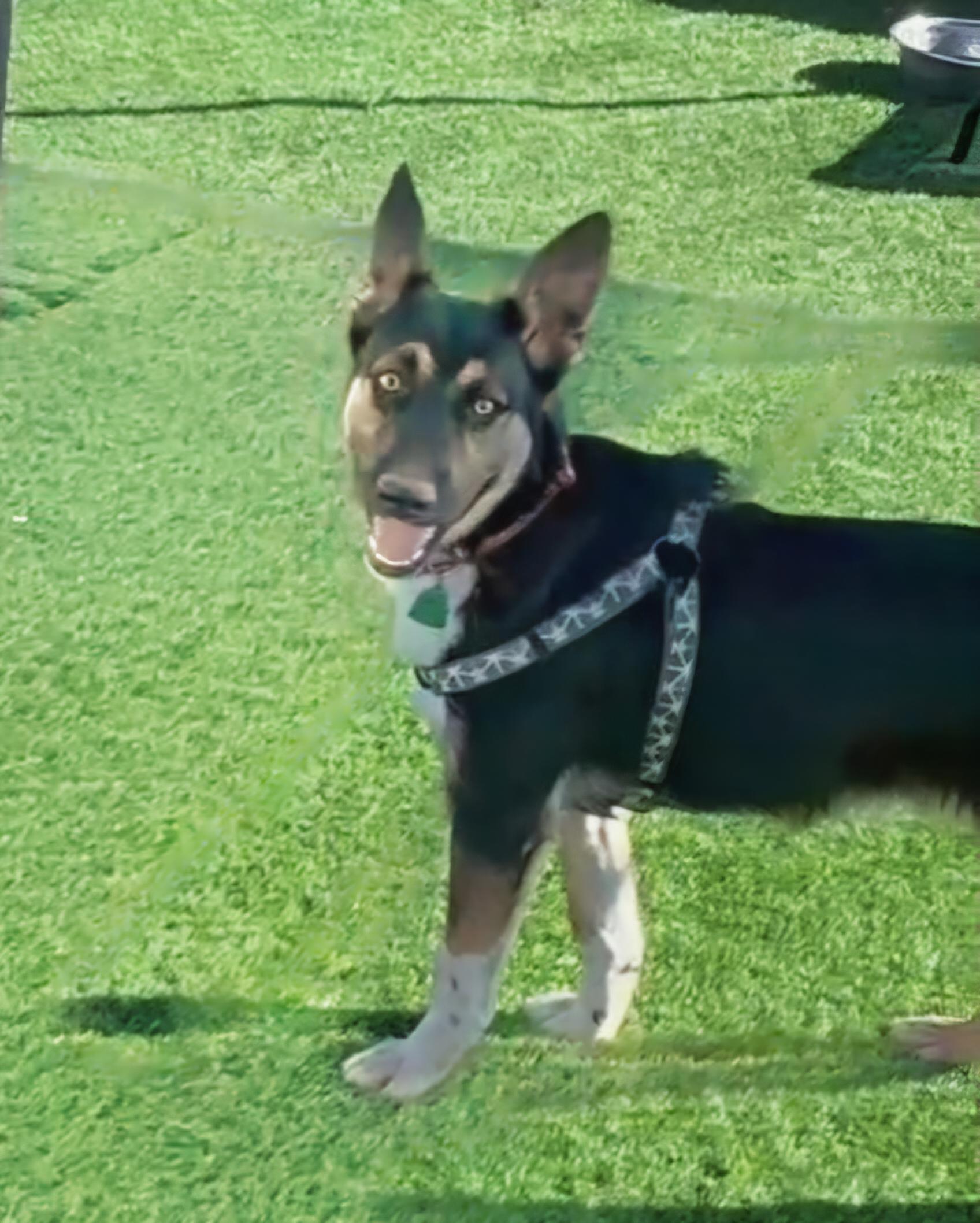 Enlarge Ben, a Adoptable mixed breed in Evergreen, CO image 1/5
