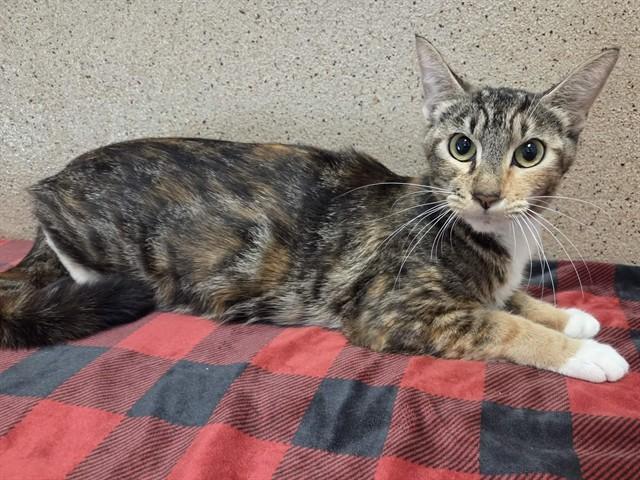 MINDY, Adoptable, Young Female Domestic Short Hair.