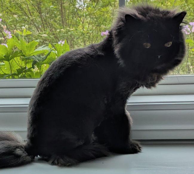 BINK, adopted, Adult Female Persian.