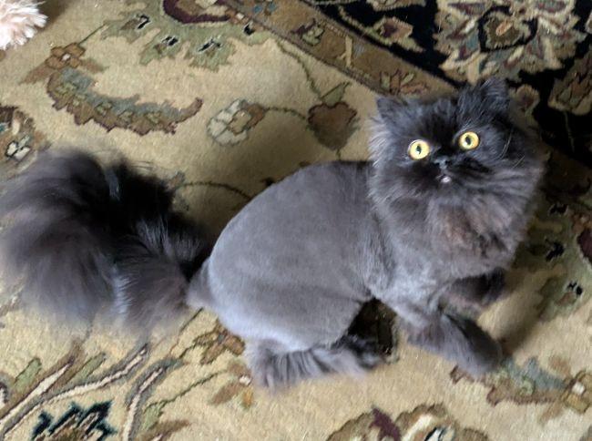 Enlarge BINK, an adopted Persian in Mequon, WI image 2/5