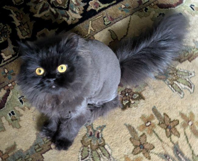 Enlarge BINK, an adopted Persian in Mequon, WI image 4/5