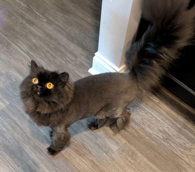 Enlarge BINK, an adopted Persian in Mequon, WI image 3/5