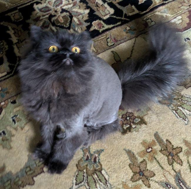 Enlarge BINK, an adopted Persian in Mequon, WI image 5/5