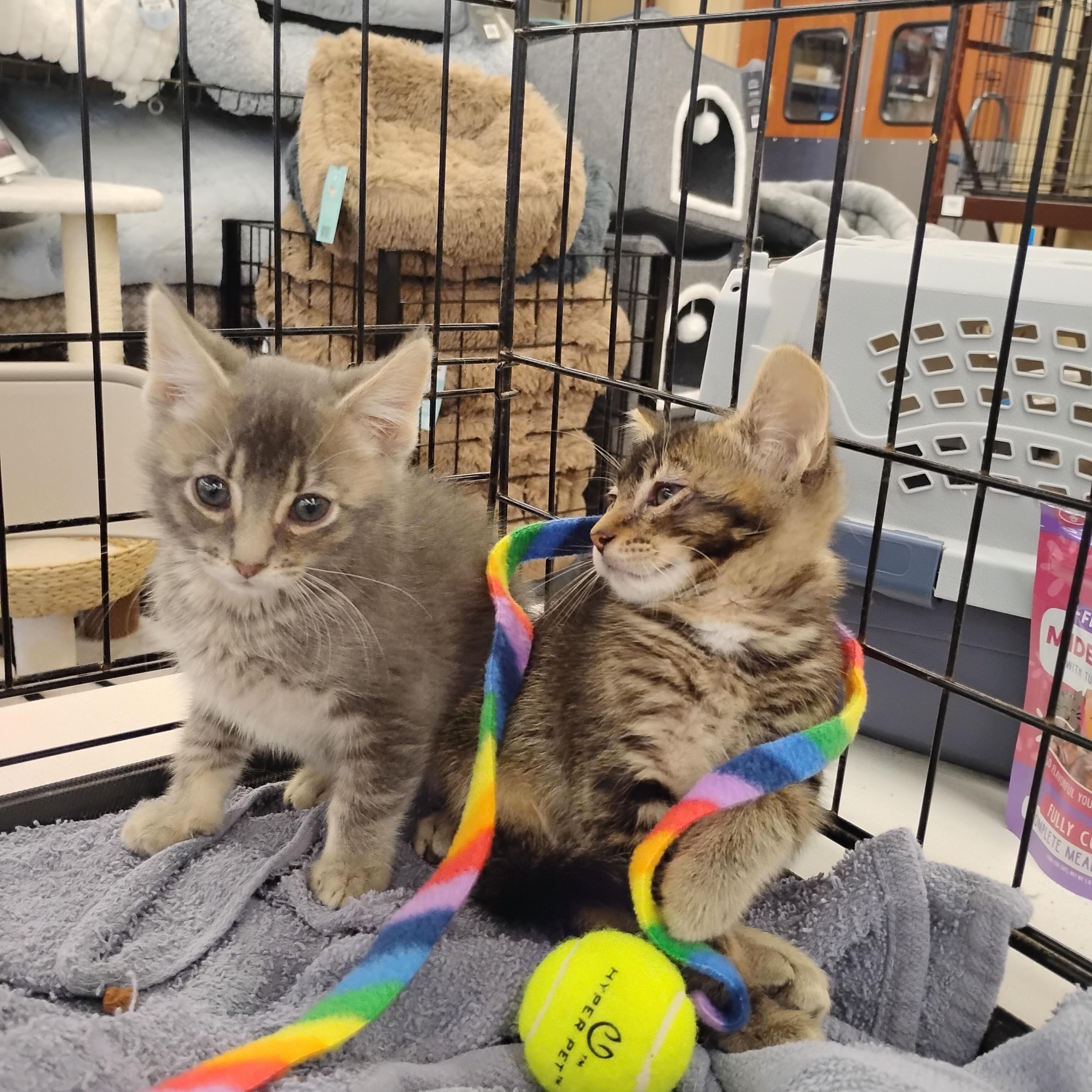 Moose, a ADOPTABLE Domestic Short Hair in Woodland, CA image 5/6