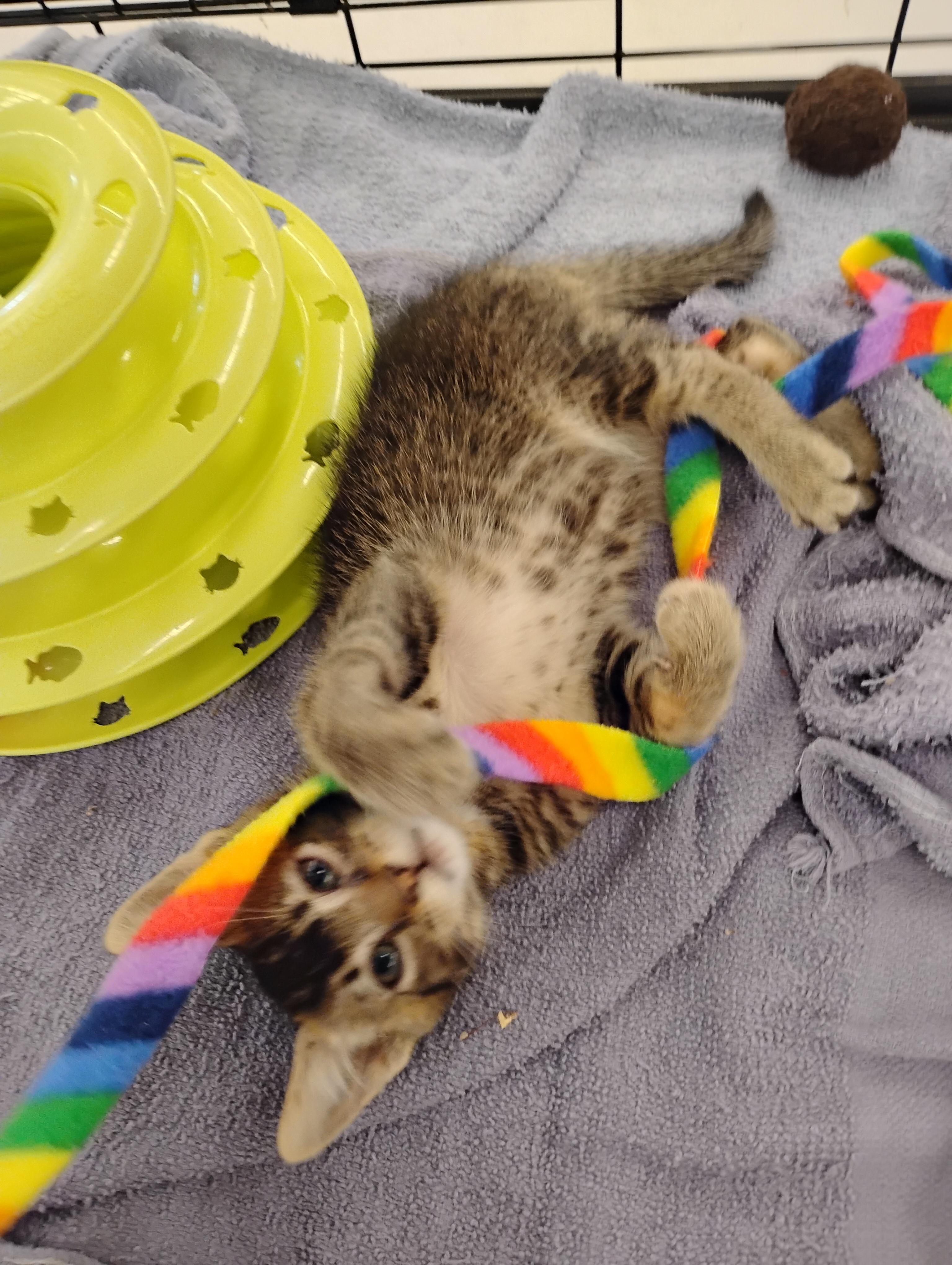 Moose, ADOPTABLE, Kitten Male Domestic Short Hair.