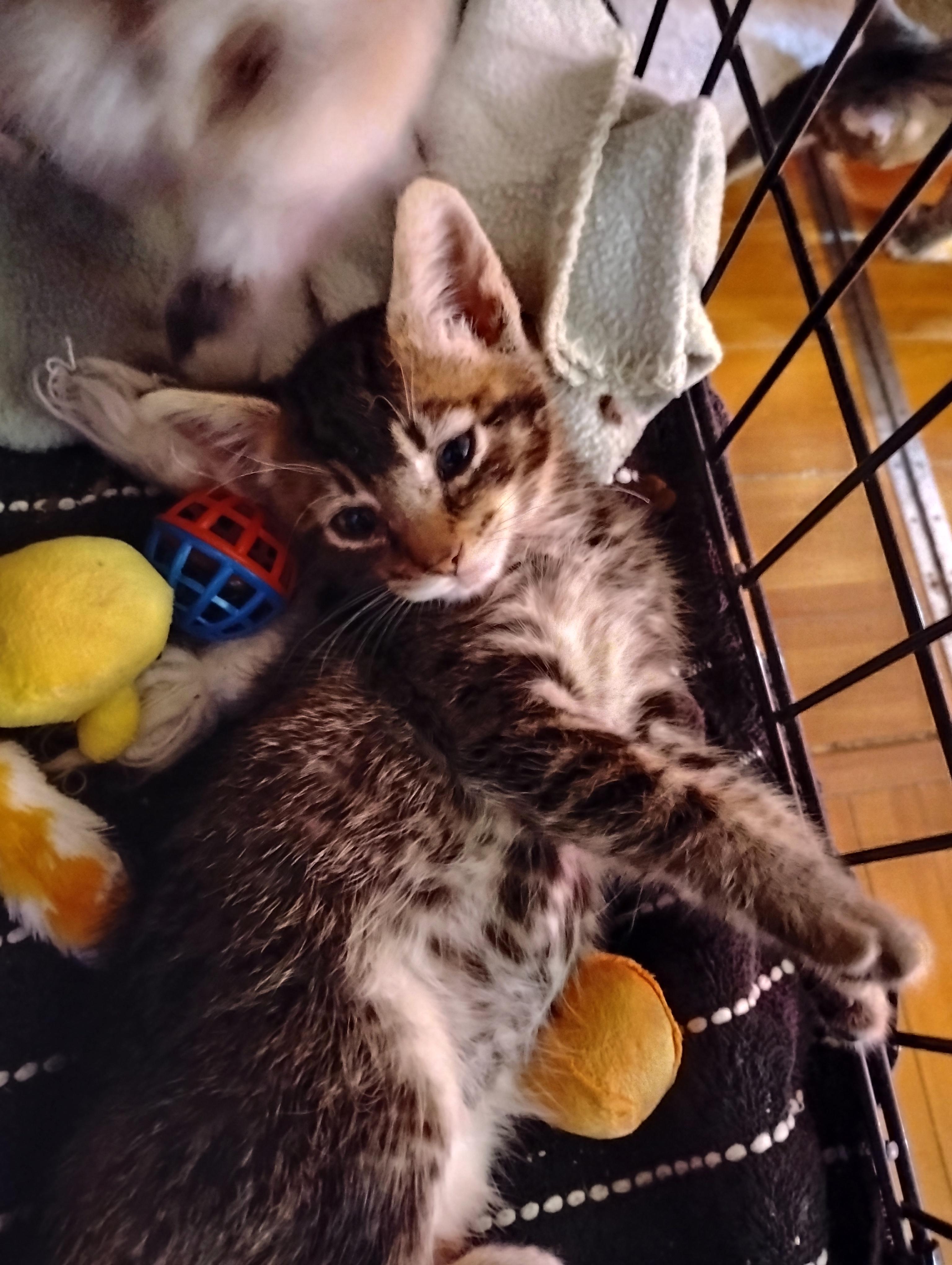 Moose, a ADOPTABLE Domestic Short Hair in Woodland, CA image 3/6