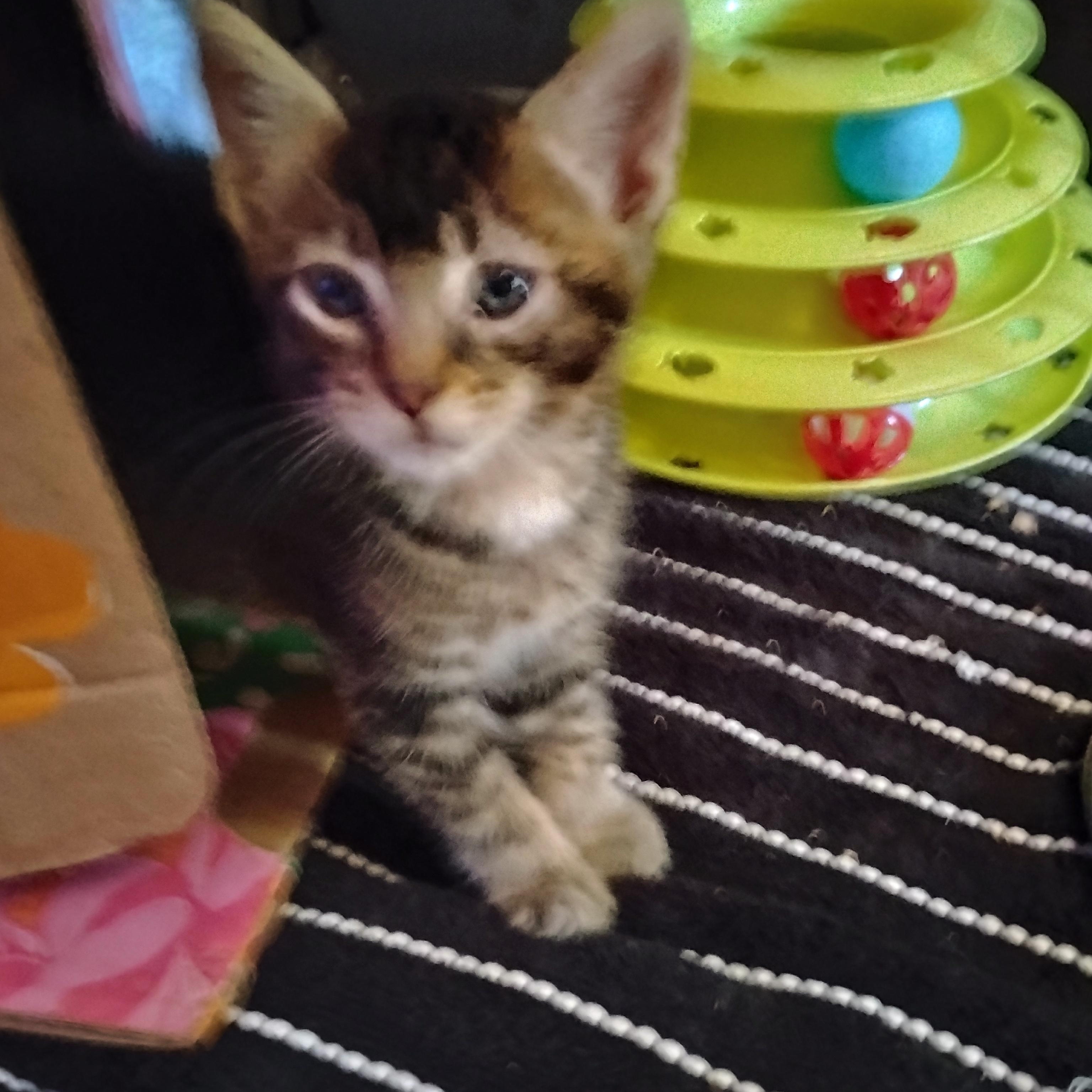 Moose, a ADOPTABLE Domestic Short Hair in Woodland, CA image 2/6