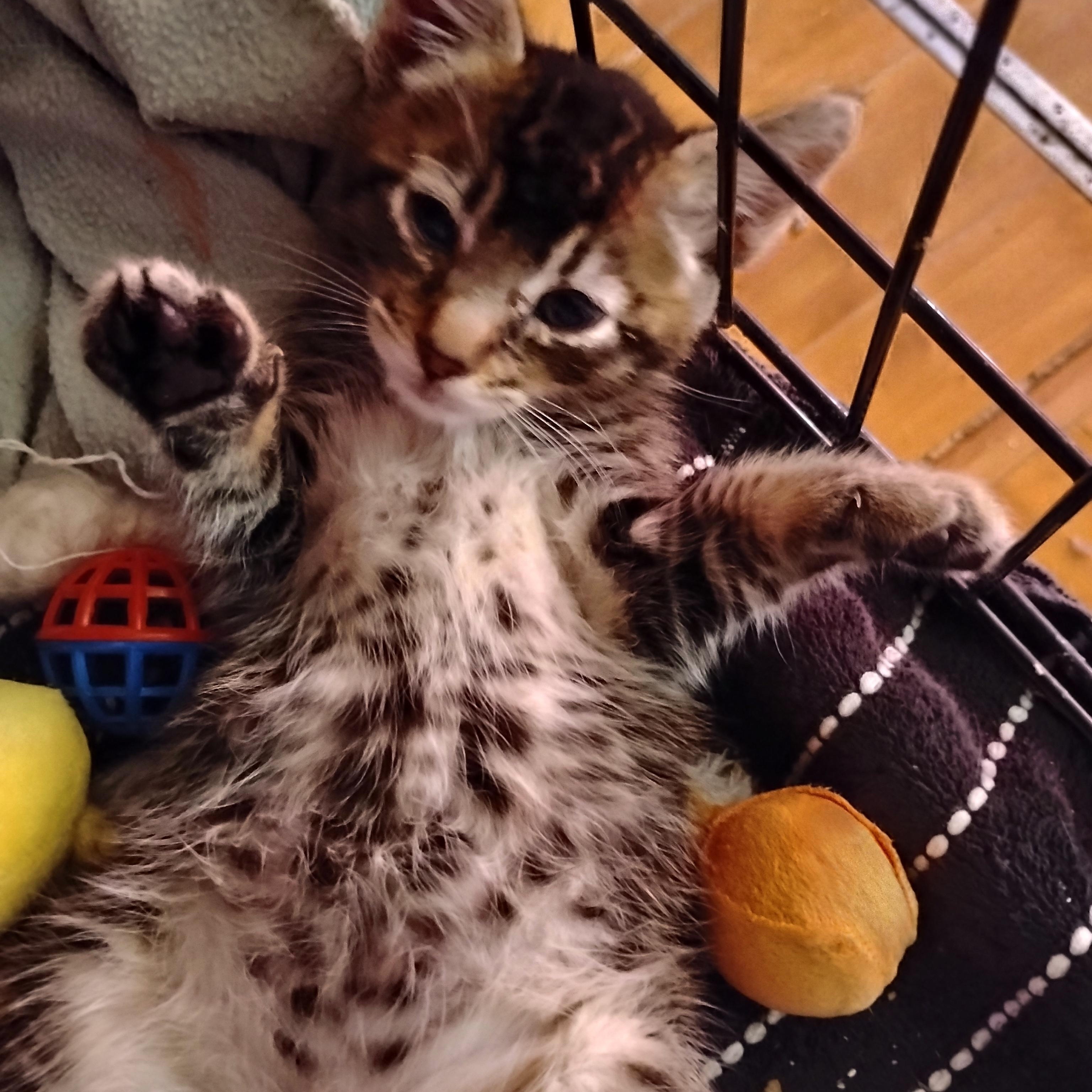 Moose, a ADOPTABLE Domestic Short Hair in Woodland, CA image 4/6