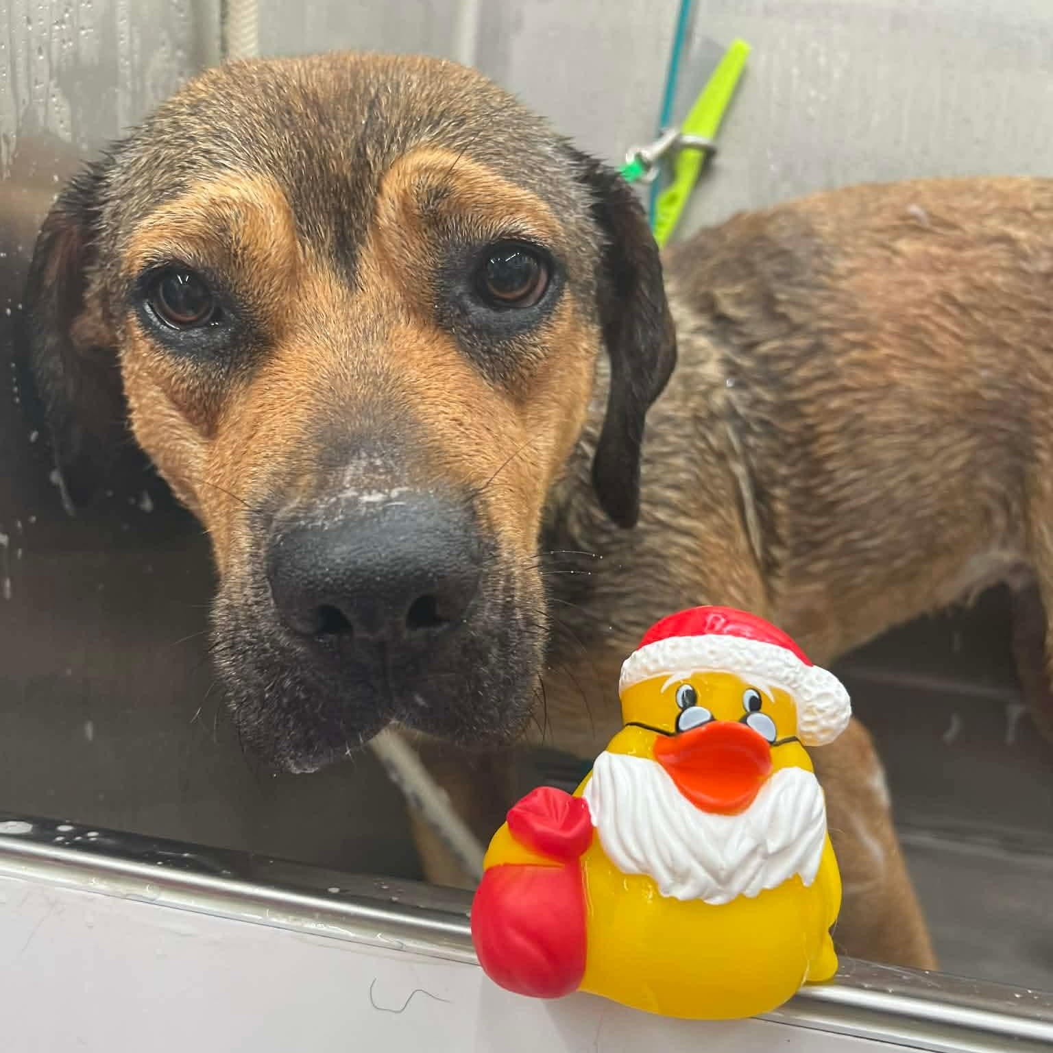 Lily — thumbnail 4