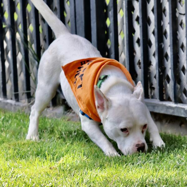 Queenie, Adoptable, Young Female Pit Bull Terrier.