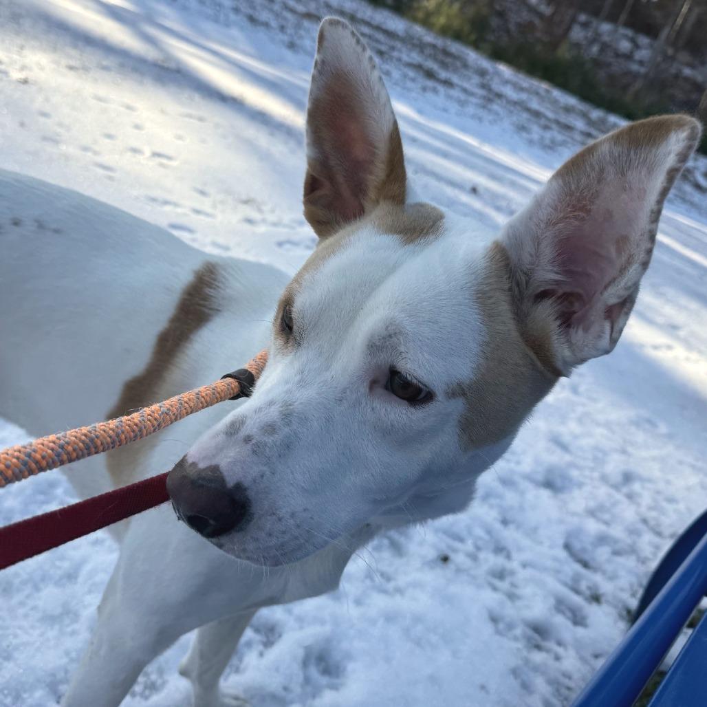 Gibby, Adoptable, Adult Female Hound & Labrador Retriever.