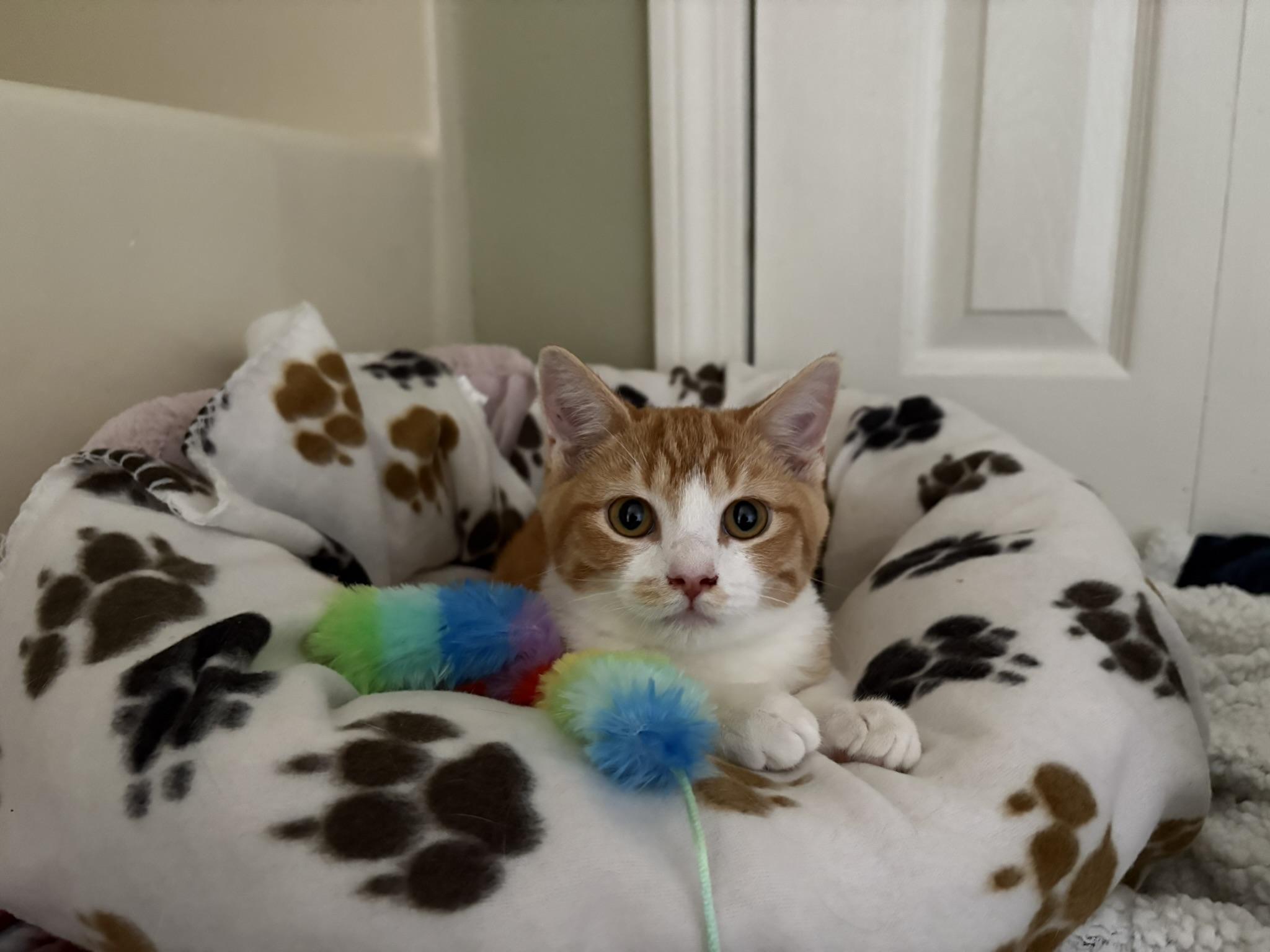 Enlarge Finn and Digs (pair), a ADOPTABLE Domestic Short Hair in Sudbury, MA image 2/2