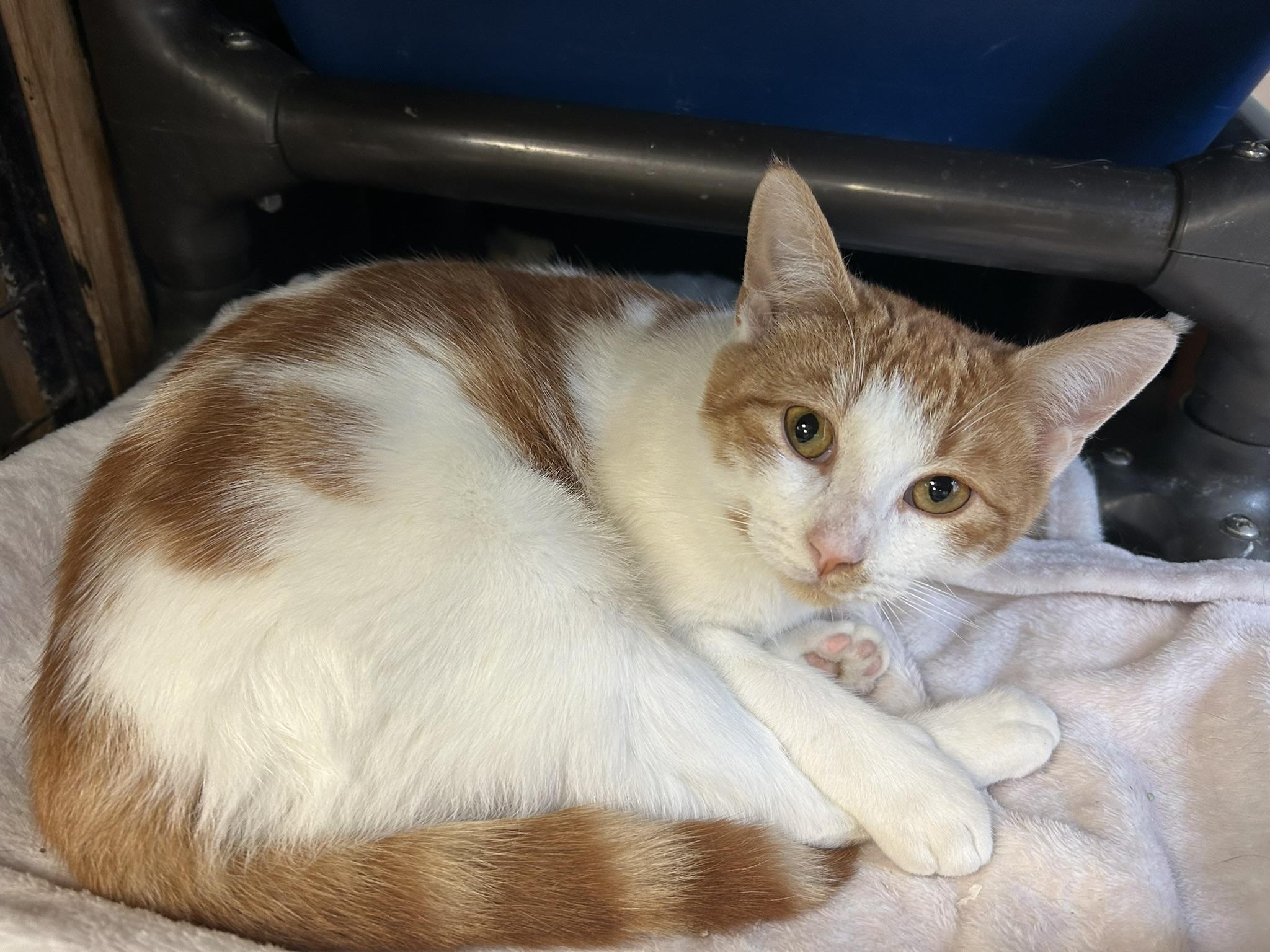 Enlarge Finn and Digs (pair), a ADOPTABLE Domestic Short Hair in Sudbury, MA image 1/2