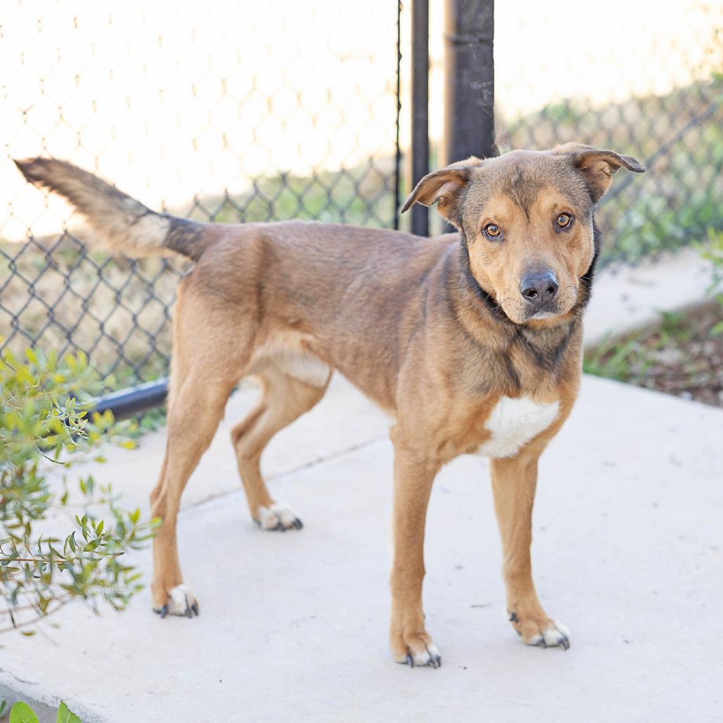 Enlarge Cash, a Adoptable mixed breed in Abilene, TX image 1/3