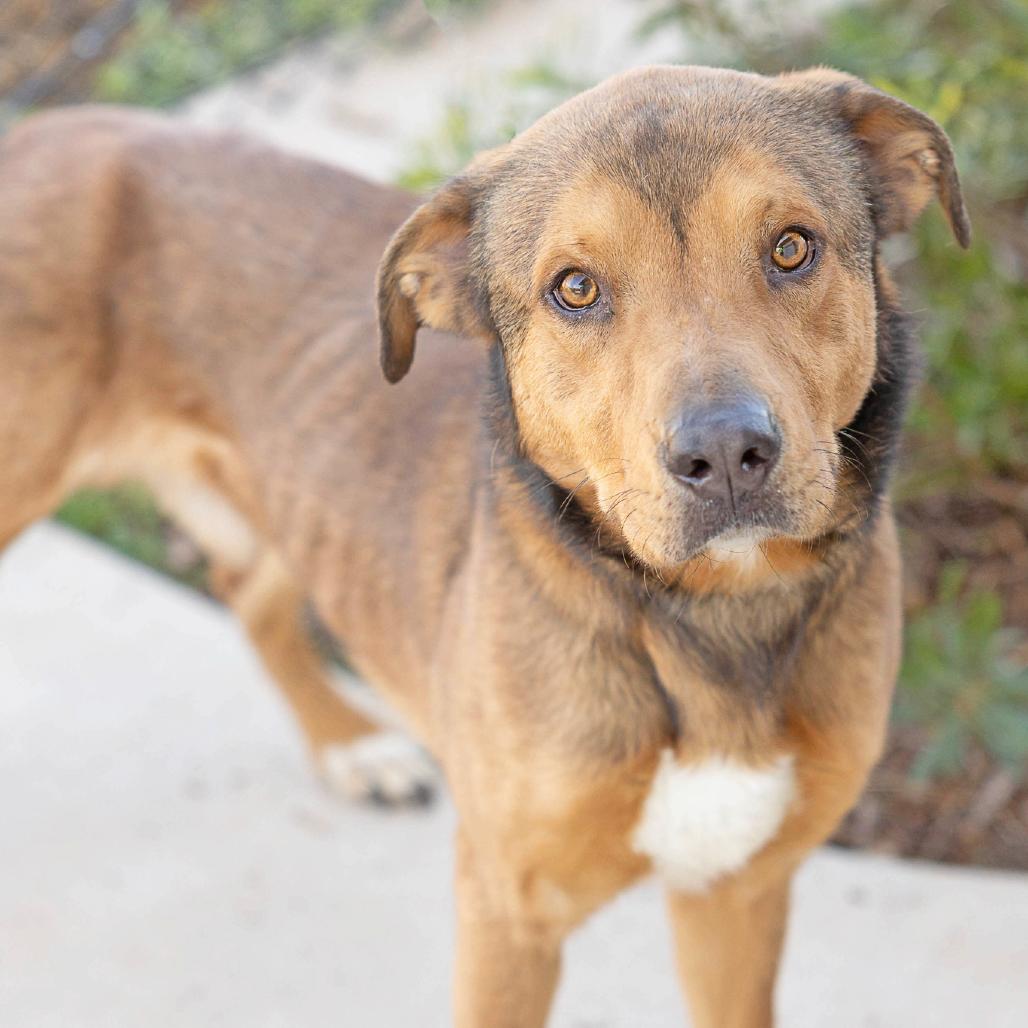 Enlarge Cash, a Adoptable mixed breed in Abilene, TX image 2/3