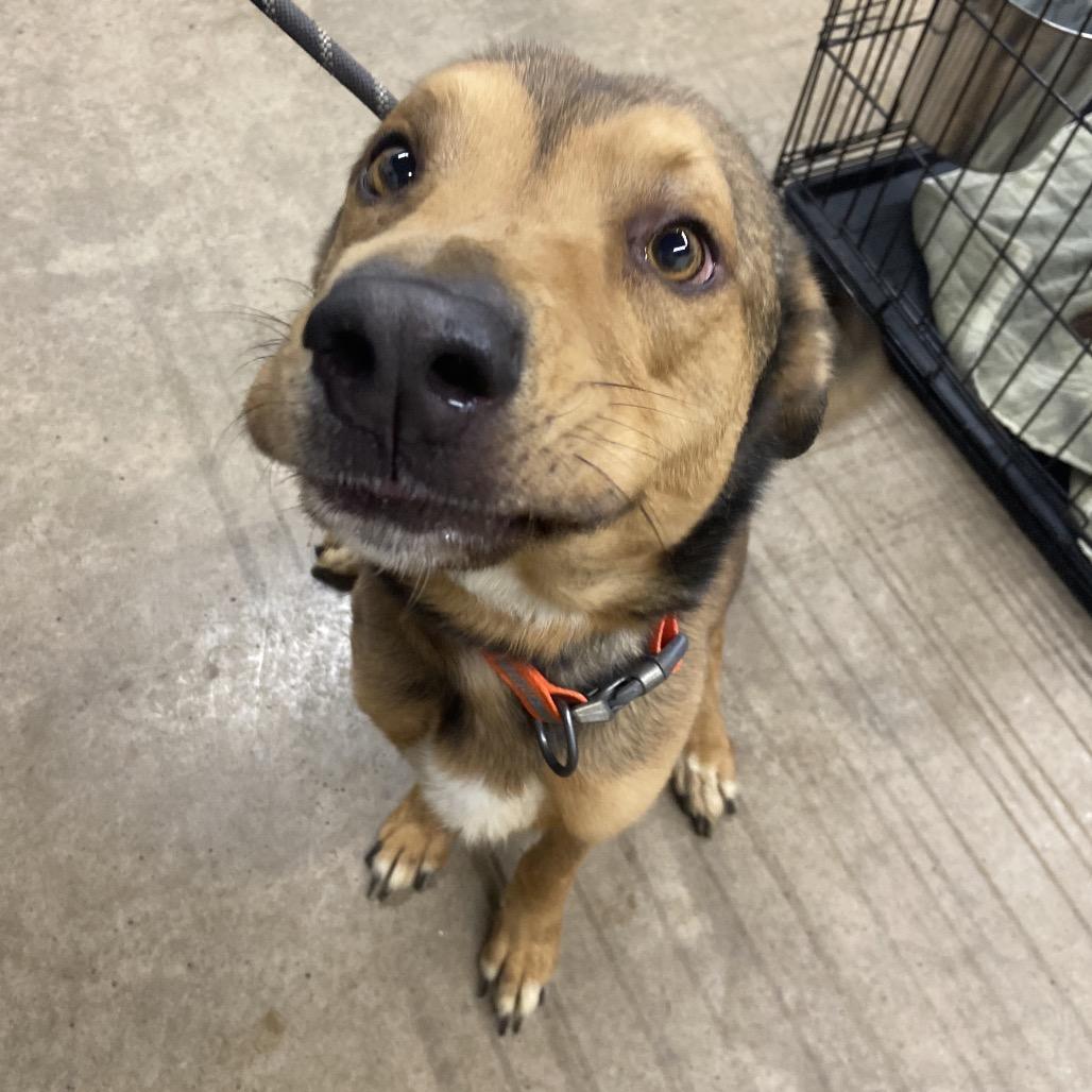 Enlarge Cash, a Adoptable mixed breed in Abilene, TX image 3/3