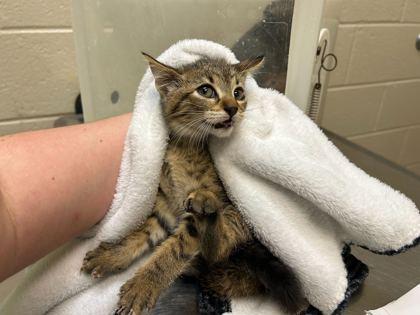 Enlarge WC Tres, a Adoptable mixed breed in Gray, LA image 1/1