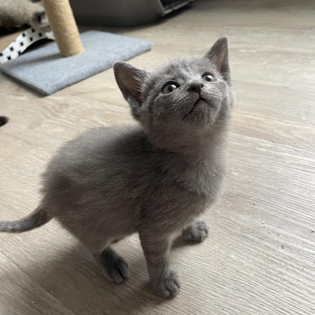 Enlarge Gerber, a Adoptable Domestic Short Hair in Rocky Mount, VA image 1/6