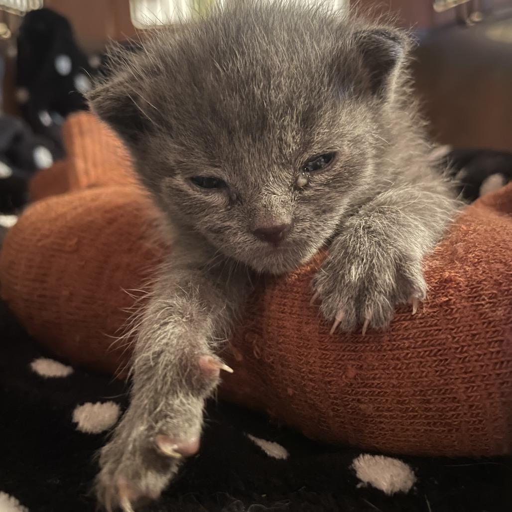 Enlarge Gerber, a Adoptable Domestic Short Hair in Rocky Mount, VA image 2/6