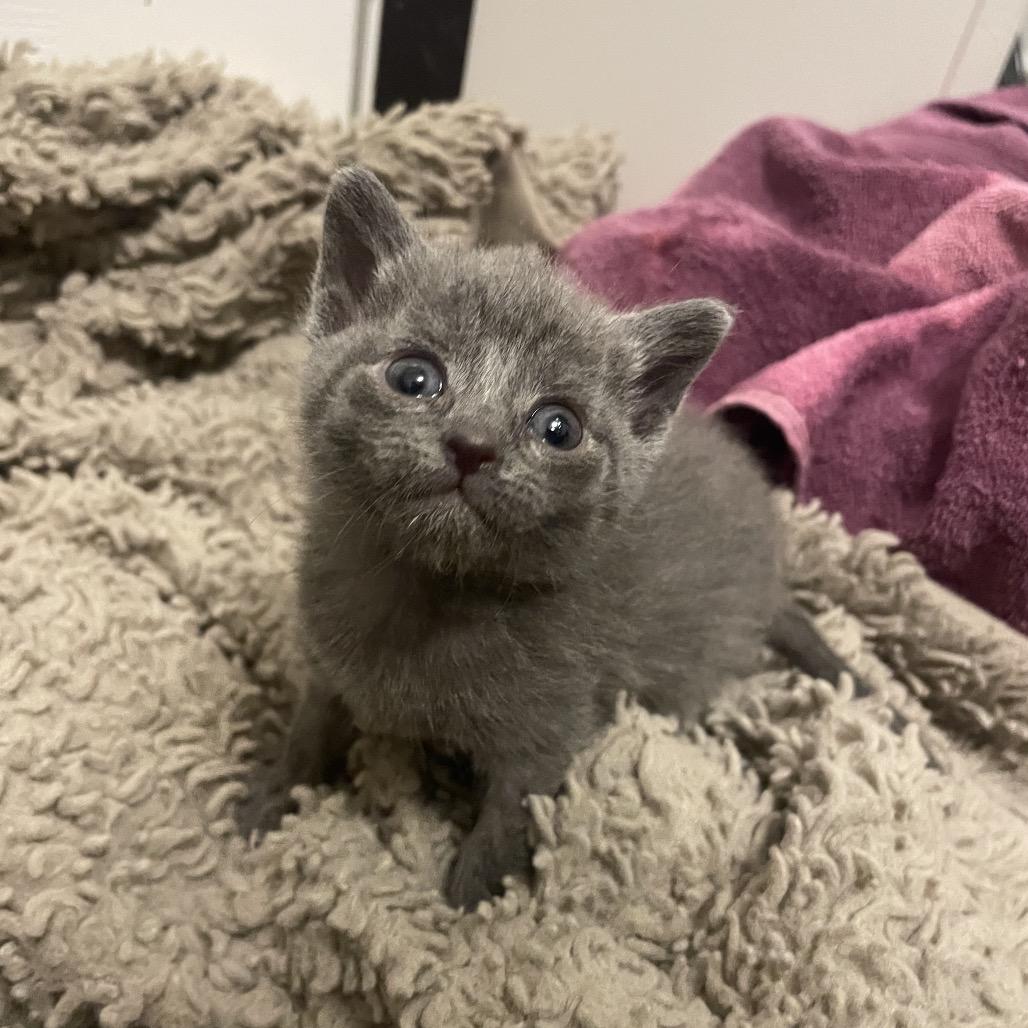 Enlarge Gerber, a Adoptable Domestic Short Hair in Rocky Mount, VA image 3/6