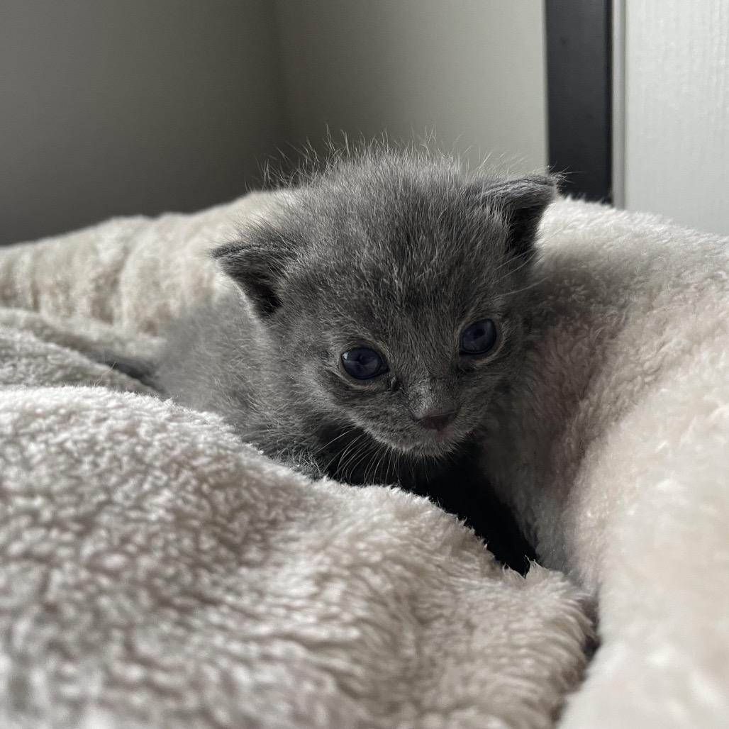 Enlarge Gerber, a Adoptable Domestic Short Hair in Rocky Mount, VA image 4/6