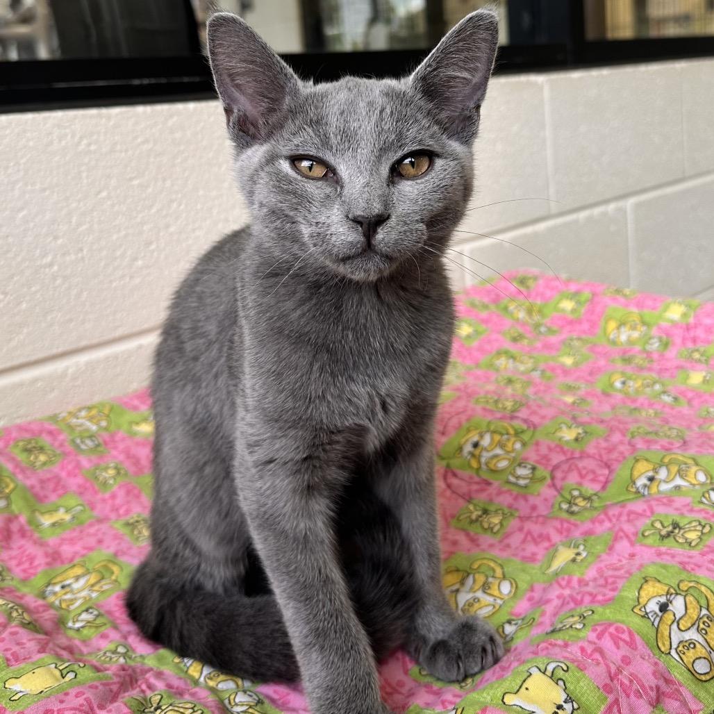 Enlarge Gerber, a Adoptable Domestic Short Hair in Rocky Mount, VA image 5/6
