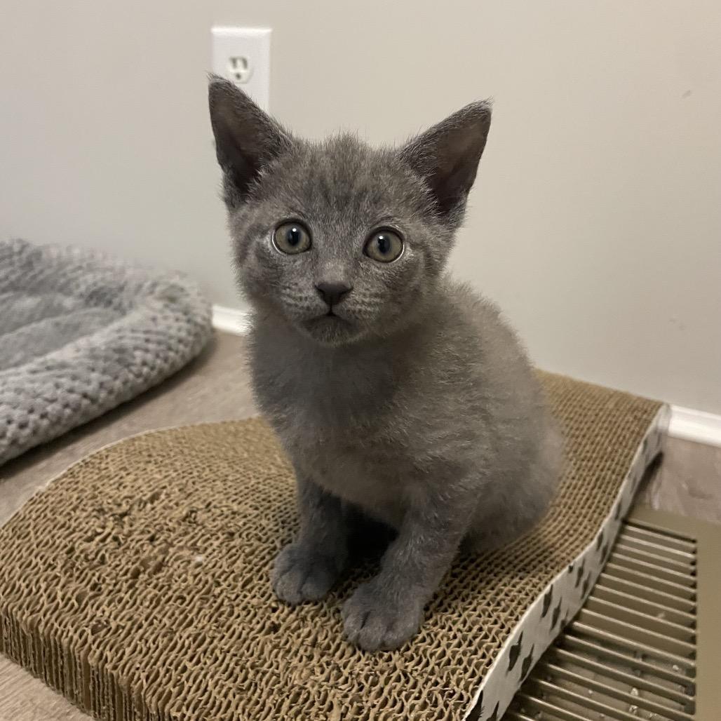 Enlarge Gerber, a Adoptable Domestic Short Hair in Rocky Mount, VA image 6/6
