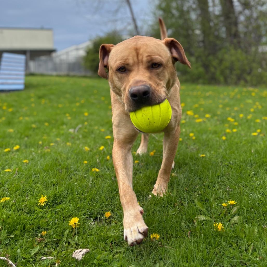 Enlarge Canyon, a Adoptable mixed breed in Brookfield, WI image 2/6