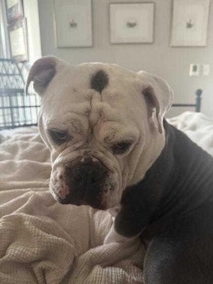 PATTY WAGGIN, a ADOPTABLE English Bulldog in Bonney Lake, WA image 3/3