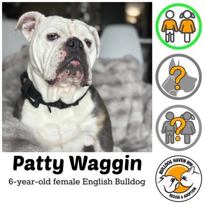 PATTY WAGGIN, a ADOPTABLE English Bulldog in Bonney Lake, WA image 1/3