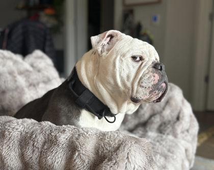 PATTY WAGGIN, a ADOPTABLE English Bulldog in Bonney Lake, WA image 2/3
