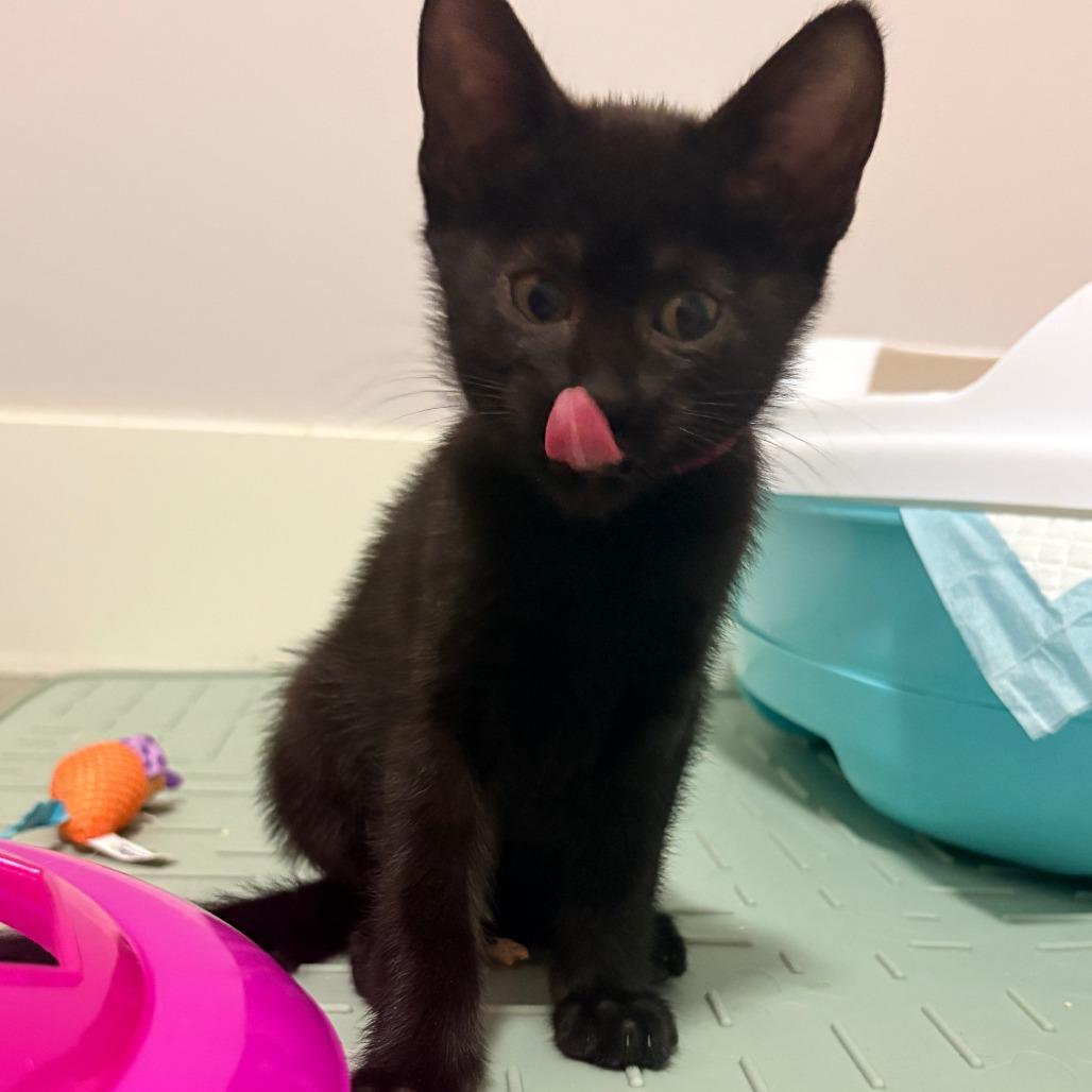 Eddy, Adoptable, Kitten Female Domestic Short Hair.