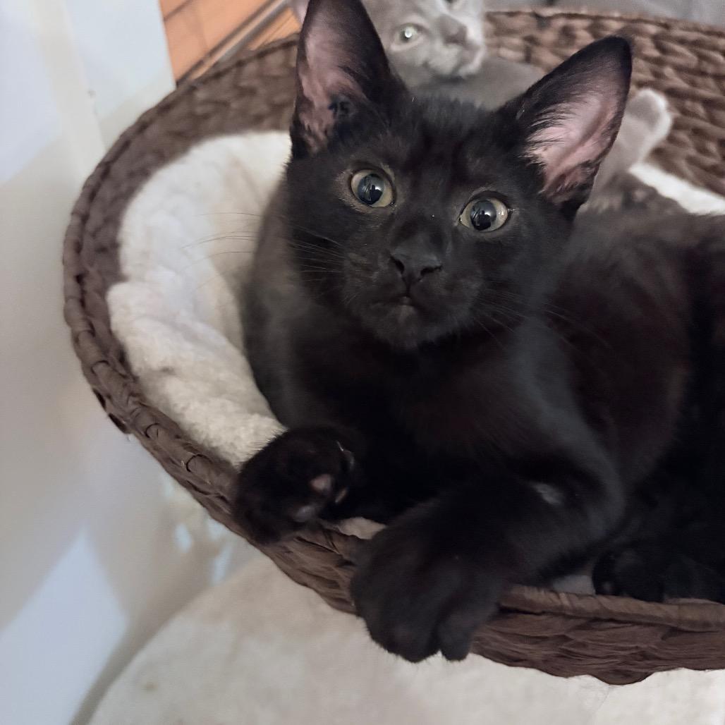 Enlarge Eddy, a Adoptable Domestic Short Hair in Abbotsford, BC image 2/6