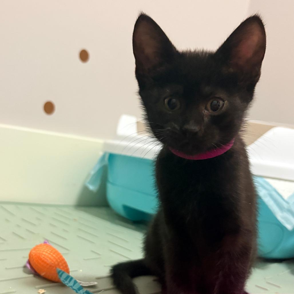 Enlarge Eddy, a Adoptable Domestic Short Hair in Abbotsford, BC image 3/6